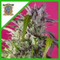 Semilla Crystal Candy XL Auto 3+1