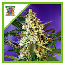 Semilla Fast Bud Auto 3+1