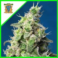Semilla Sweet Cheese XL Auto