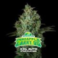 Semilla Pineapple Auto x12 BSF Seeds