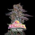 Semilla Rainbows XXL Auto x12 BSF Seeds