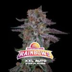 Semilla Rainbows XXL Auto x12 BSF Seeds