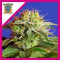 Semilla Green Poison x 3+1 F1