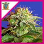 Semilla Green Poison  x 3+1 F1