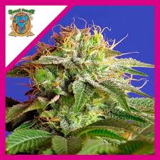 Semilla Green Poison x 3+1 F1