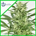 Semilla Buddha Classics Auto Skunk x 3+1