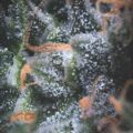Semilla Black Cherry Punch American Strain Auto 3+1 Pyramid Seeds
