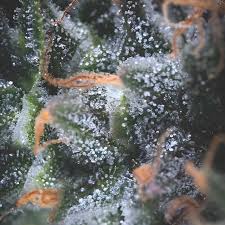 Semilla Black Cherry Punch American Strain Auto 3+1 Pyramid Seeds