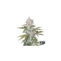 Semilla Cookies American Strain Auto 3+1 Pyramid Seeds