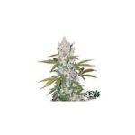 Semilla Cookies Usa American Strain Auto 3+1 Pyramid Seeds