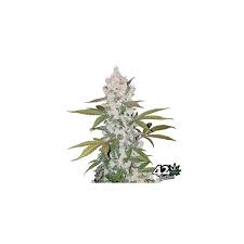 Semilla Cookies American Strain Auto 3+1 Pyramid Seeds