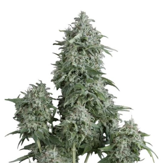 Semilla Gorila American Strains Fast 3+1 Pyramid Seeds