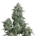 Semilla Kryptonite Fast 3+1 Pyramid Seeds