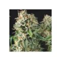 Semilla Super Og Kush Fast 3+1 Pyramid Seeds