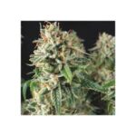 Semilla Super Og Kush Fast 3+1 Pyramid Seeds
