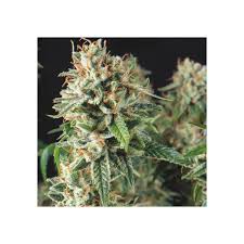 Semilla Super Og Kush Fast 3+1 Pyramid Seeds