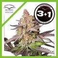 MELONADE RUNTZ FEM X3+1-DUTCH PASSION
