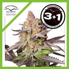 MELONADE RUNTZ FEM X3+1-DUTCH PASSION