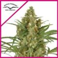 SNOW BUD FEM X3+1-DUTCH PASSION
