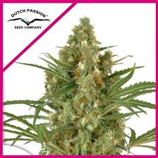 SNOW BUD FEM X3+1-DUTCH PASSION