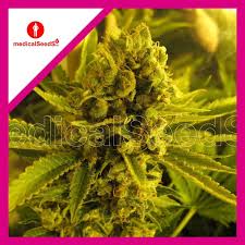 Semilla Channel+ 3+2 Uds Medical Seeds