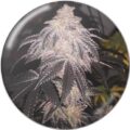 Semilla Cookies Sherbet auto + Medical Seeds 3+2 Uds