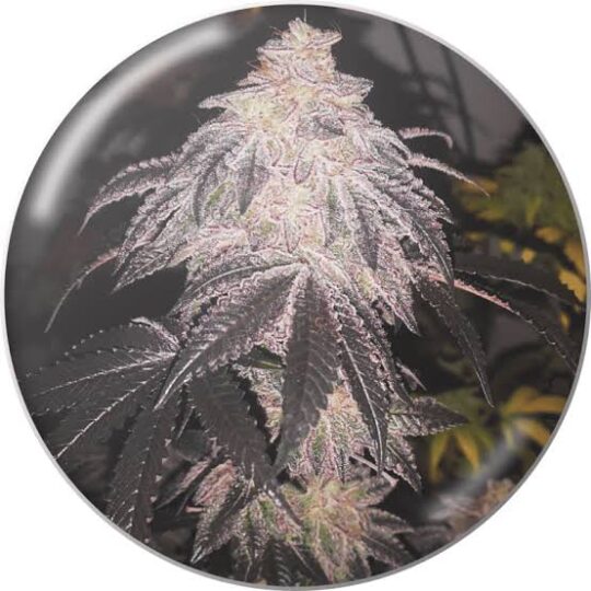 Semilla Cookies Sherbet auto + Medical Seeds 3+2 Uds