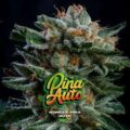 Semilla Gorilla Piña Auto x2 BSF Seeds