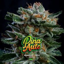 Semilla Gorilla Piña Auto x2 BSF Seeds