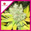 Semilla Jack La Mota + Medical Seeds 3+2 Uds