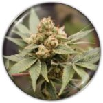 Semilla Medical Grape CBD Medical Seeds 3+2 Uds