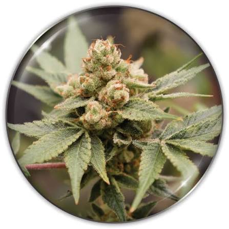 Semilla Medical Grape CBD + Medical Seeds 3+2 Uds