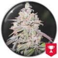 Semilla Mendocino Chanel Kush + Medical Seeds 3+2 Uds