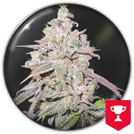 Semilla Mendocino Chanel Kush + Medical Seeds 3+2 Uds