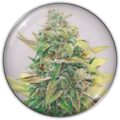 Semilla Strawberry Cake CBD Medical Seeds 3+2 Uds