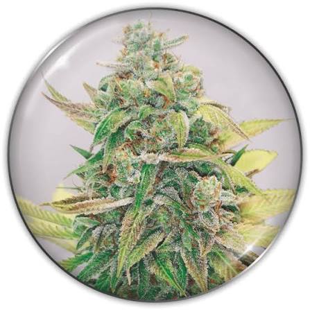 Semilla Strawberry Cake CBD Medical Seeds 3+2 Uds