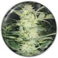 Semilla White Widow + Medical Seeds X 3
