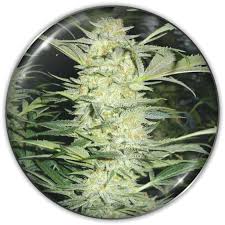 Semilla White Widow + Medical Seeds X 3