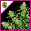VENENO FEM X3+1-EVA SEEDS