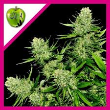 VENENO FEM X3+1-EVA SEEDS