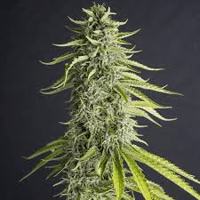 VIEJO TOBY FEM X3+1-EVA SEEDS