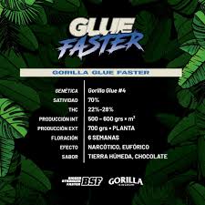 semilla glue faster bsf 1
