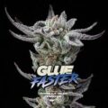 semilla glue faster bsf