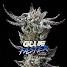 semilla glue faster bsf