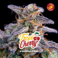 semilla tropi cherry bsf x2