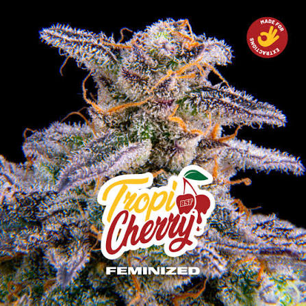 semilla tropi cherry bsf x2