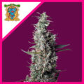 Semilla Cherry Pie Fem x3+1 Sweet Seeds