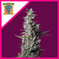 Semilla Cherry Pie Fem x3+1 Sweet Seeds