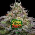Semilla Piña Faster Gorilla x2 BSF Seeds 1