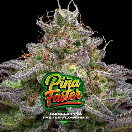 Semilla Piña Faster Gorilla x2 BSF Seeds 1